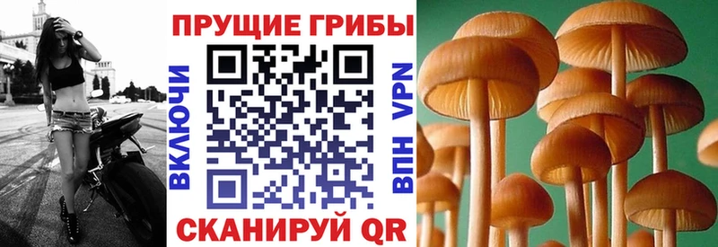 Псилоцибиновые грибы Psilocybe Крым